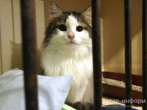 2014 Год: Статья