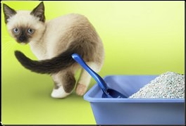 Отношение к туалету