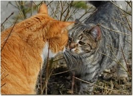 Отношение с другими животными