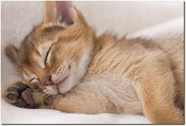 Внимание к питомцам