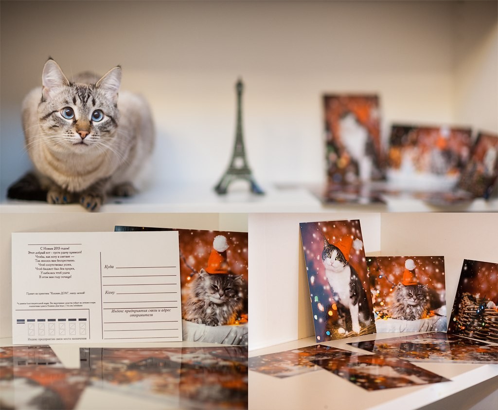 Акция «Кошкино чудо» 2014