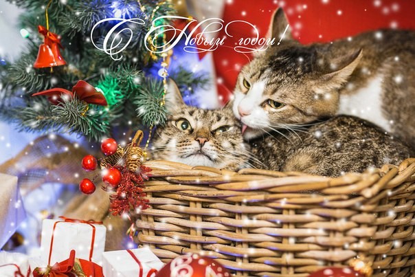 Акция «Новогоднее кошкино чудо» 2015