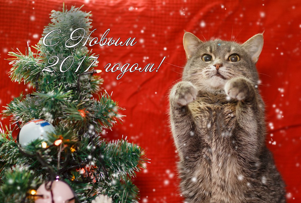 Акция «Новогоднее кошкино чудо» 2016