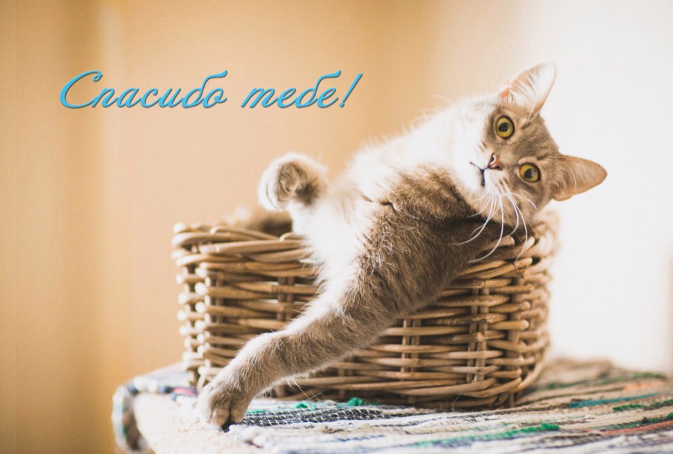 Благодарность