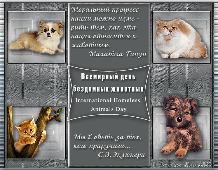 Международный день бездомных животных