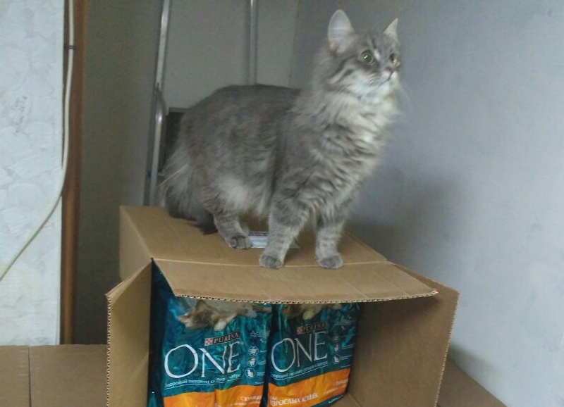 Purina ONE