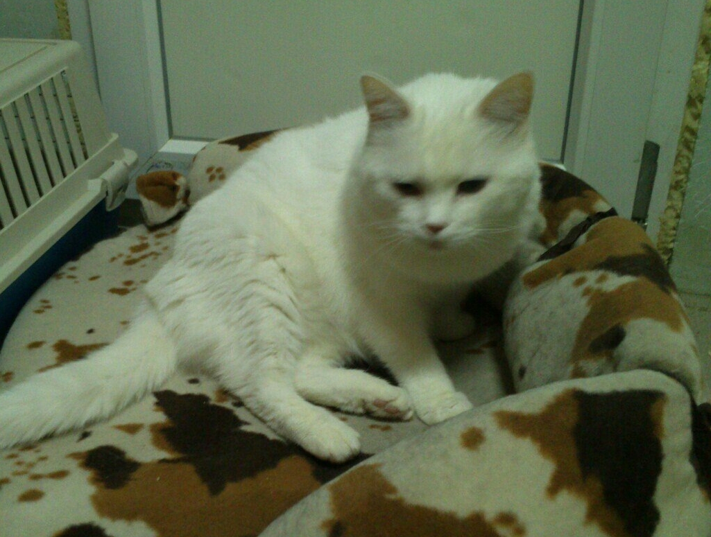 В гостях у приюта