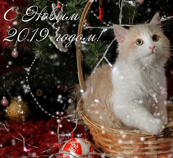 НОВОГОДНЕЕ КОШКИНО ЧУДО
