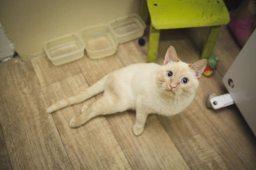 Приют «Люськин дом». Только не говори адрес