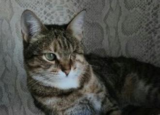 Елка (Арина)