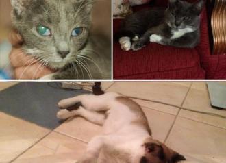 Фиалка, Мальвина и Кутуза