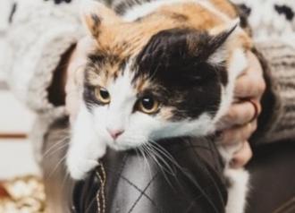 Буся Барселона