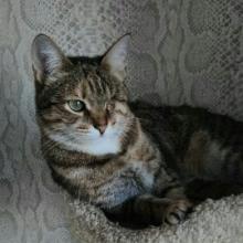 Елка (Арина)