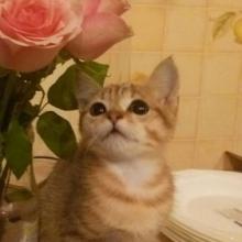 Лучик