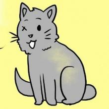 Про «особенных» кошек