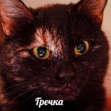 Гречка