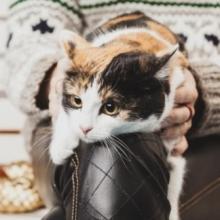 Буся Барселона