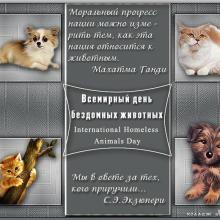 Пикет «Международный день бездомных животных»