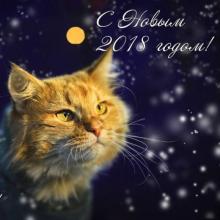 Акция «Новогоднее кошкино чудо» 2017