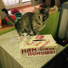 В гостях у приюта 26.11.2015