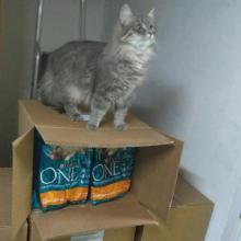 Целый грузовик подарков от компании «Нестле Пурина ПетКер»