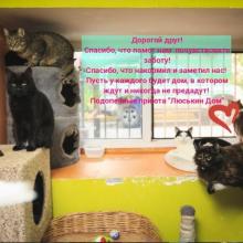 Финансовый отчёт по благотворительной акции "Новогоднее кошкино чудо 2019"