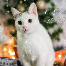 .Акция «Новогоднее кошкино чудо» 2019