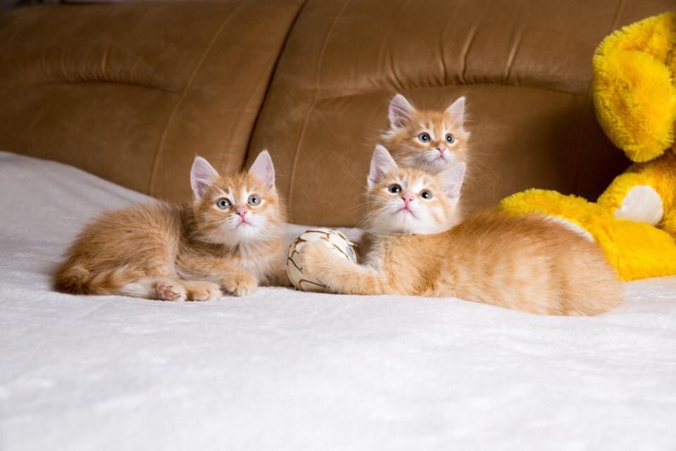 Алекс (пушистый мальчик), Глория (гладкошёрстная девочка) и Мартин (мальчик средней пушистости)