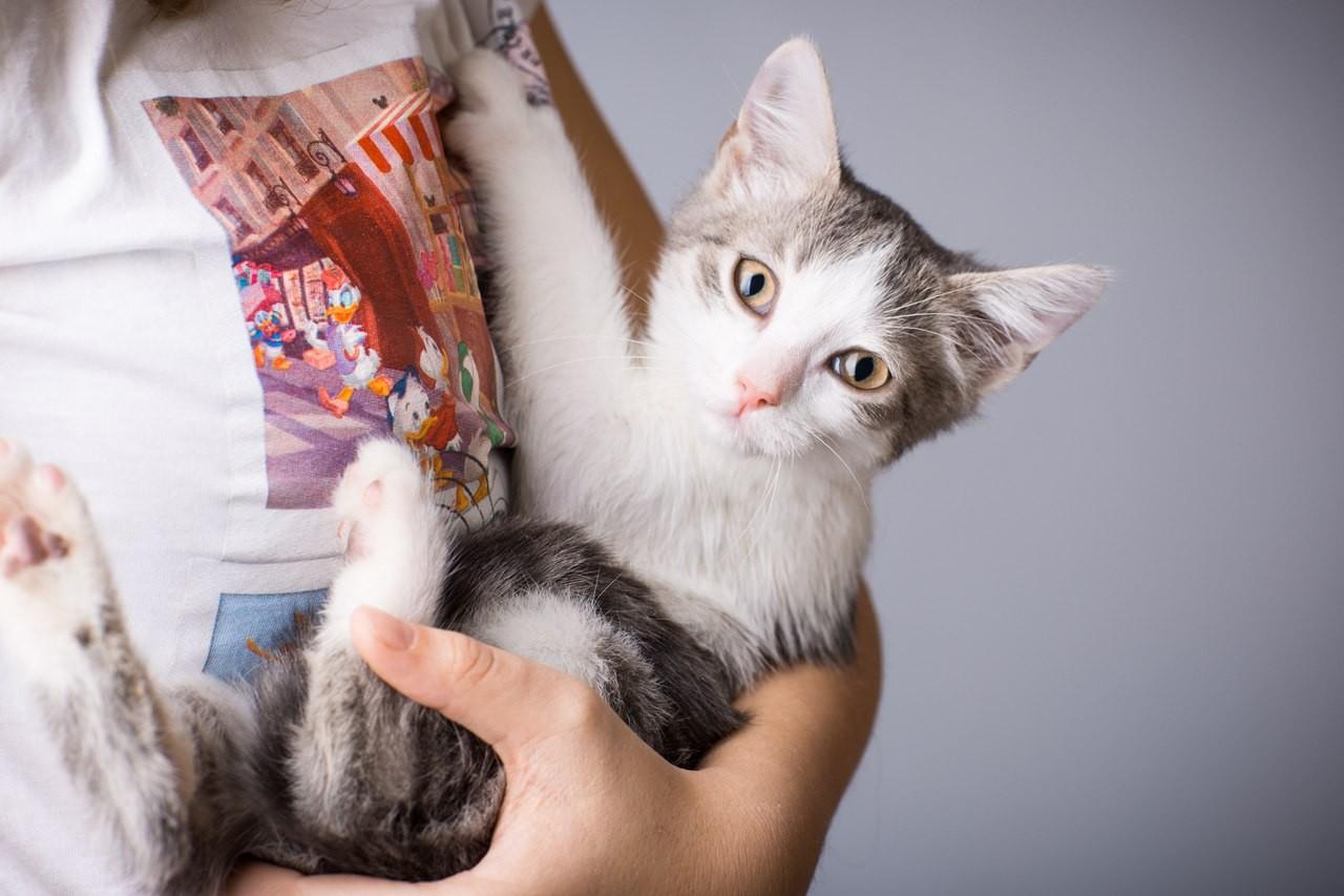 Веселый непоседа и ласковый мурлыка