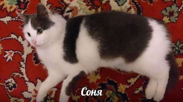 Соня