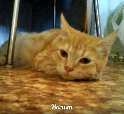Вольт