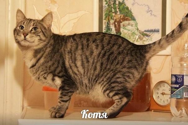 Котя
