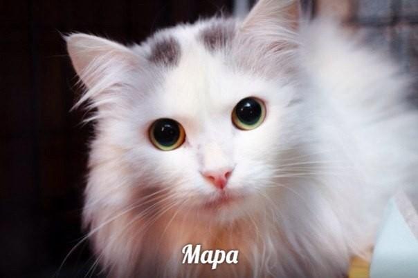 Мара