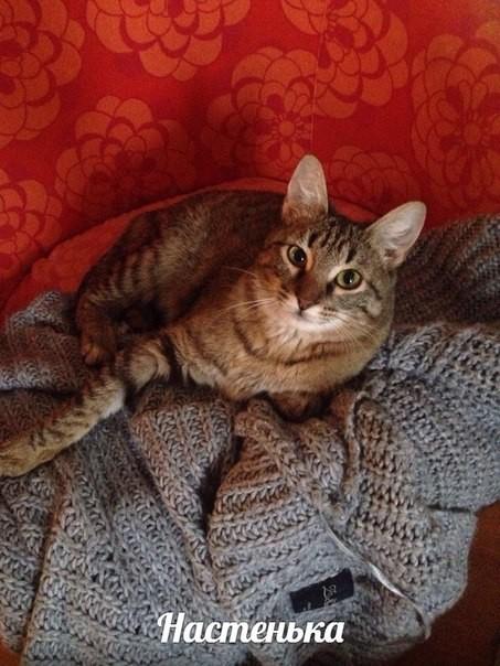 Настенька