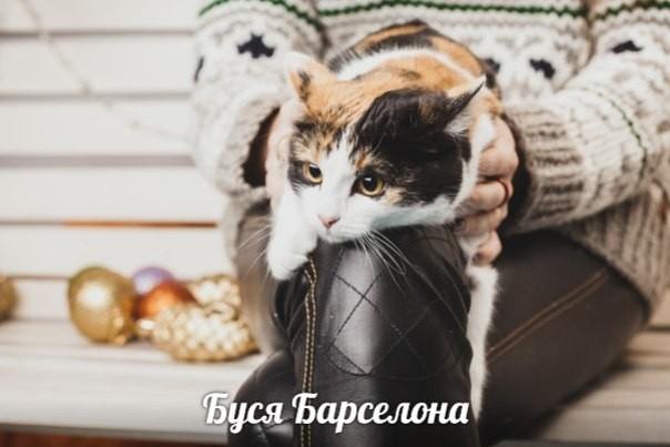 Буся Барселона