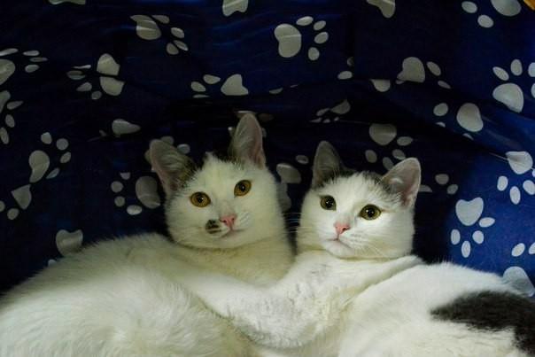 Сергей и Митенка