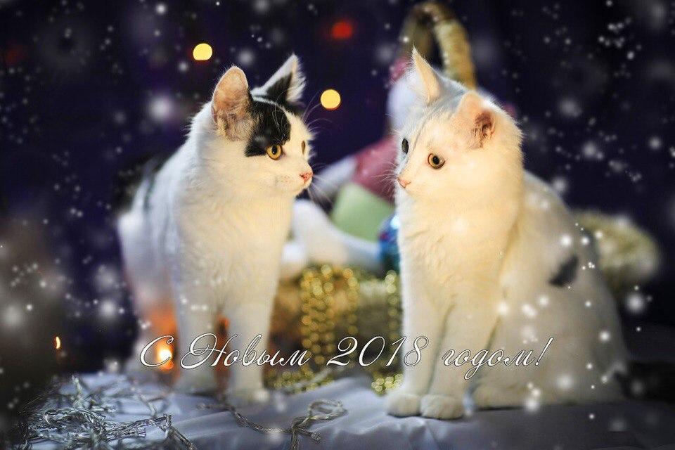 Открытка № 1, Проша и Тимоша