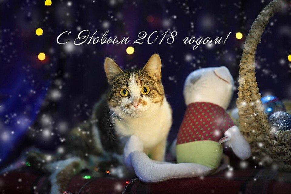 Открытка №17, Матрешка