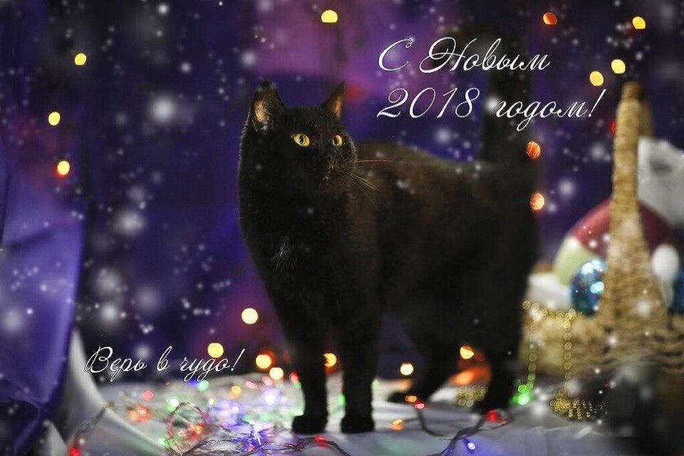 Открытка № 10, Багира